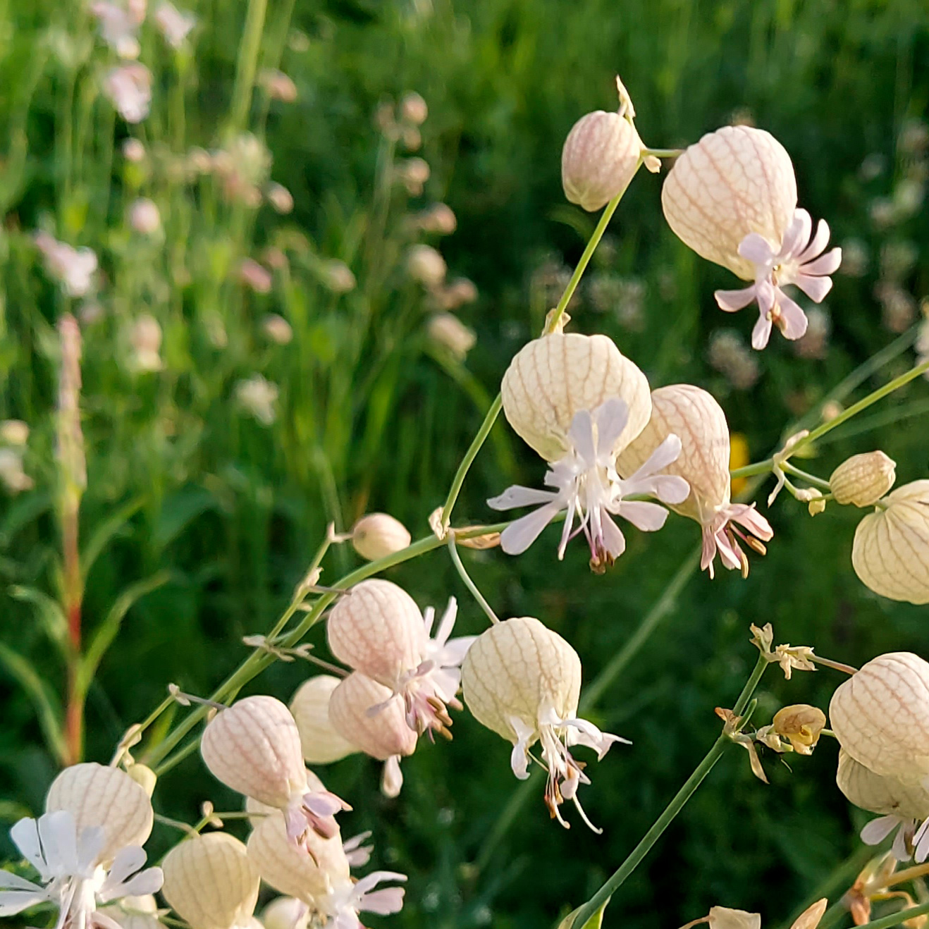 Silene vulgaris (Moench) Garcke