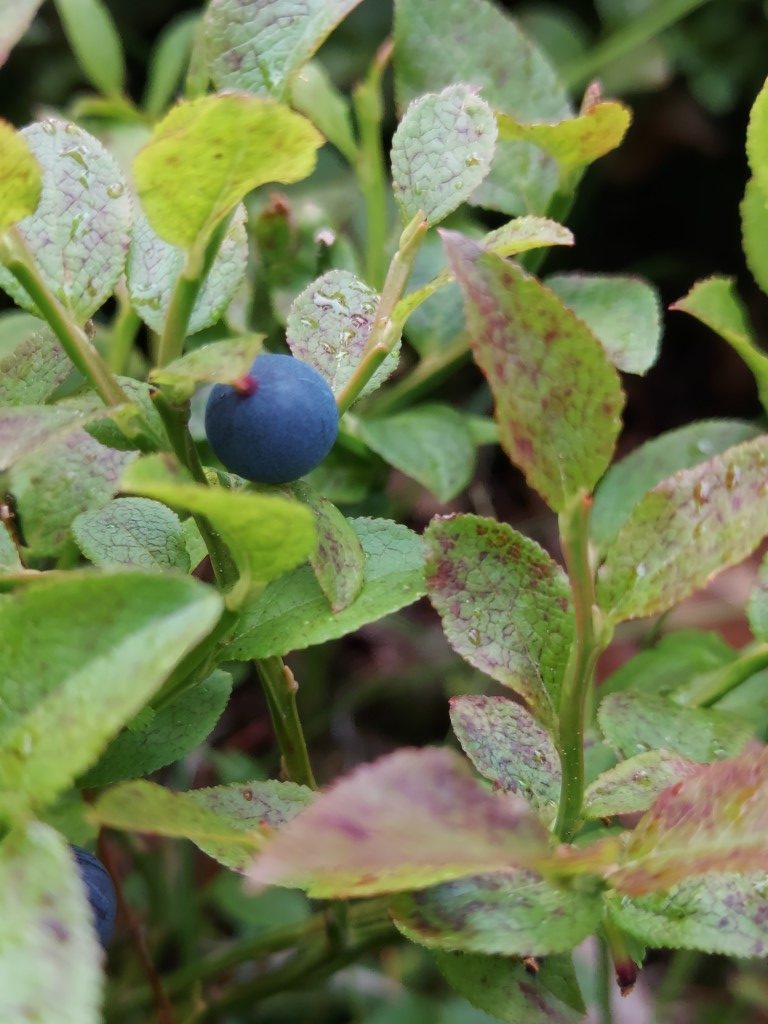 Vaccinium myrtillus L.