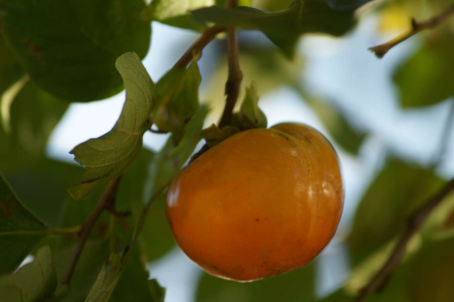Diospyros kaki