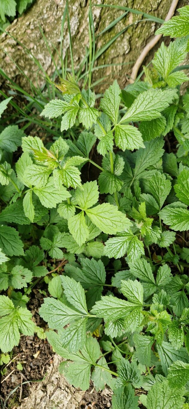 Geum urbanum L.