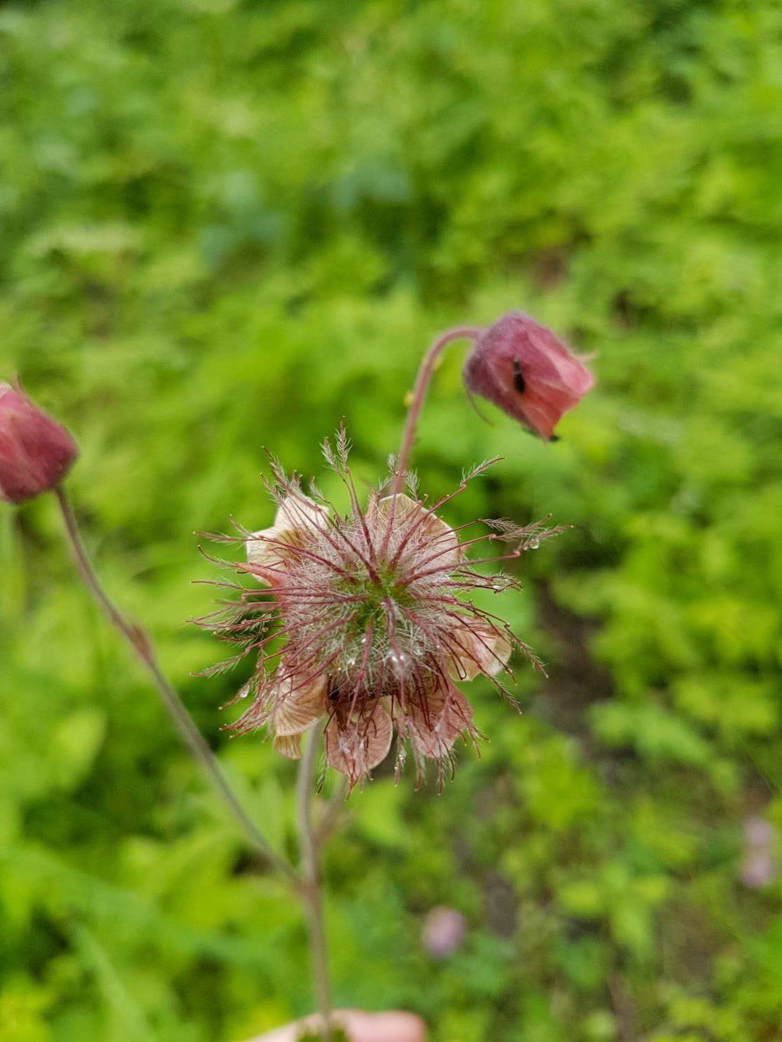 Geum rivale L.