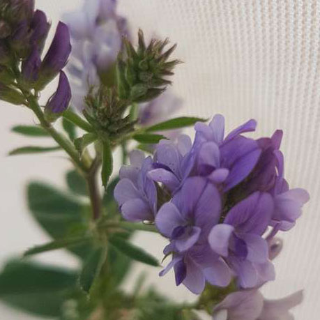 Medicago sativa L.