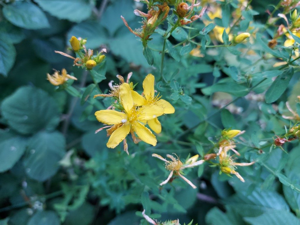Hypericum perforatum