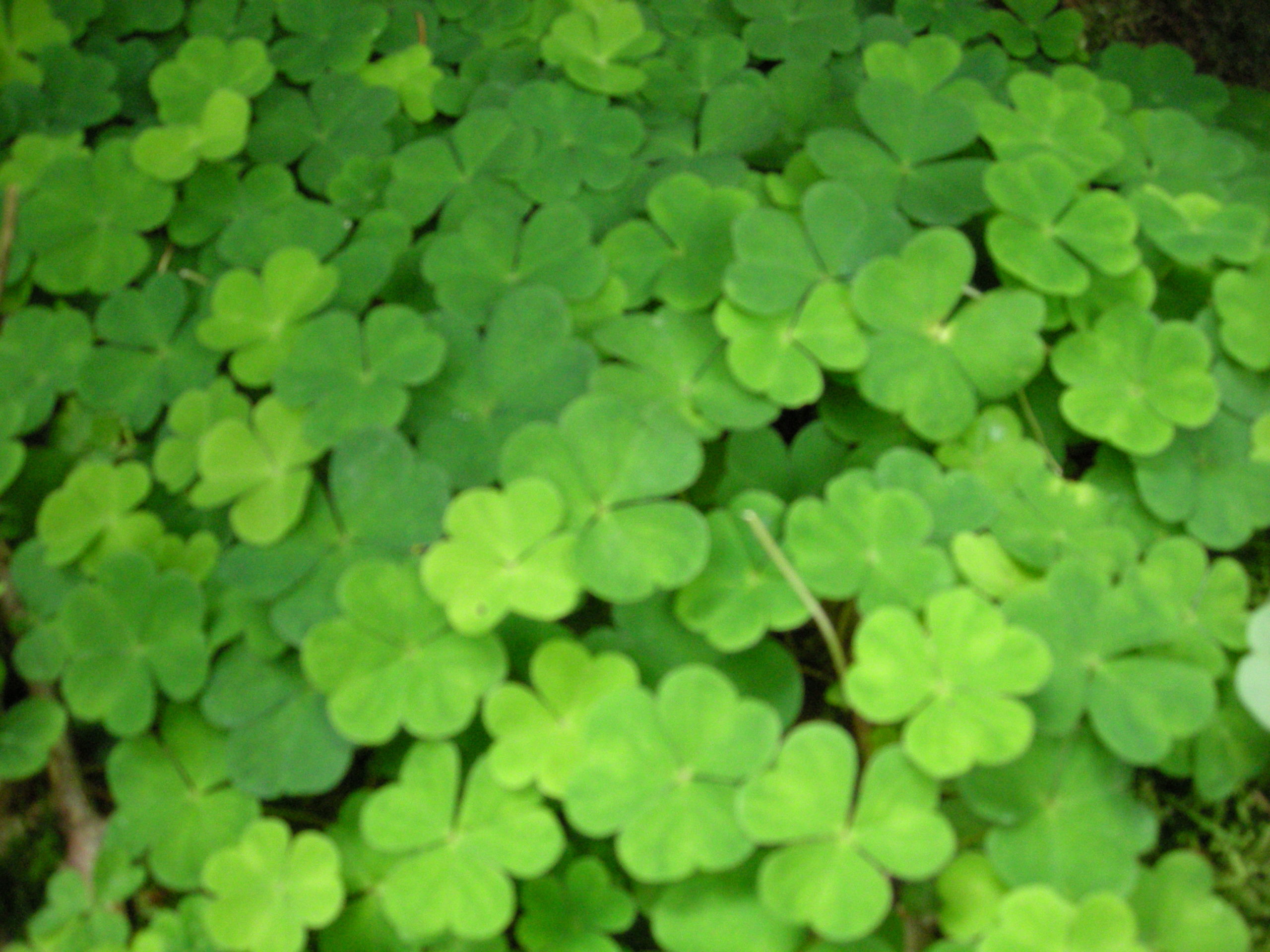 Oxalis acetosella L.