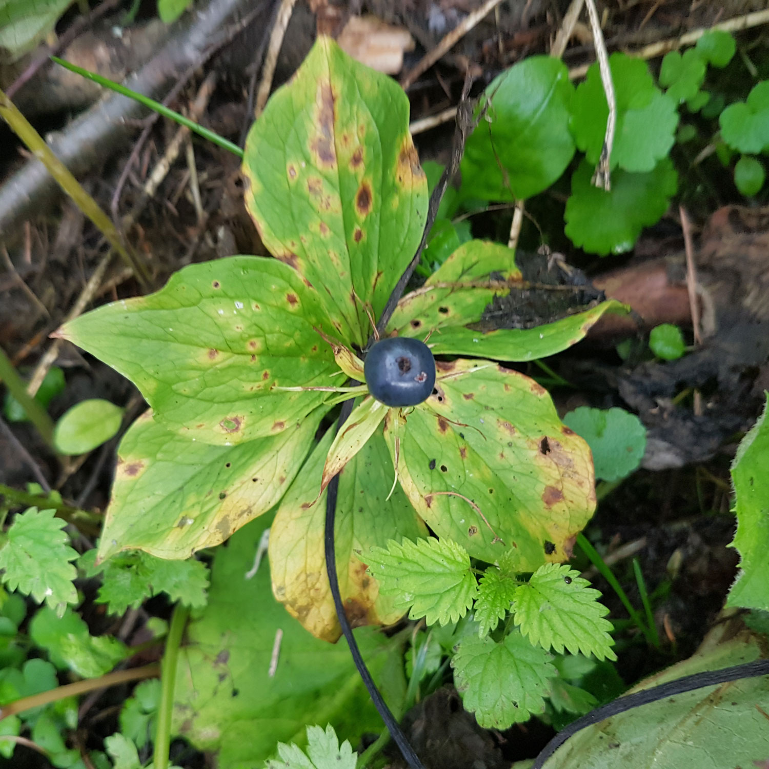 Paris quadrifolia L.