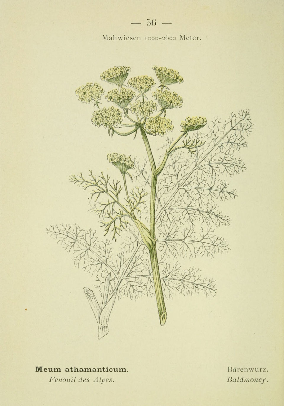 Fenouil des Alpes