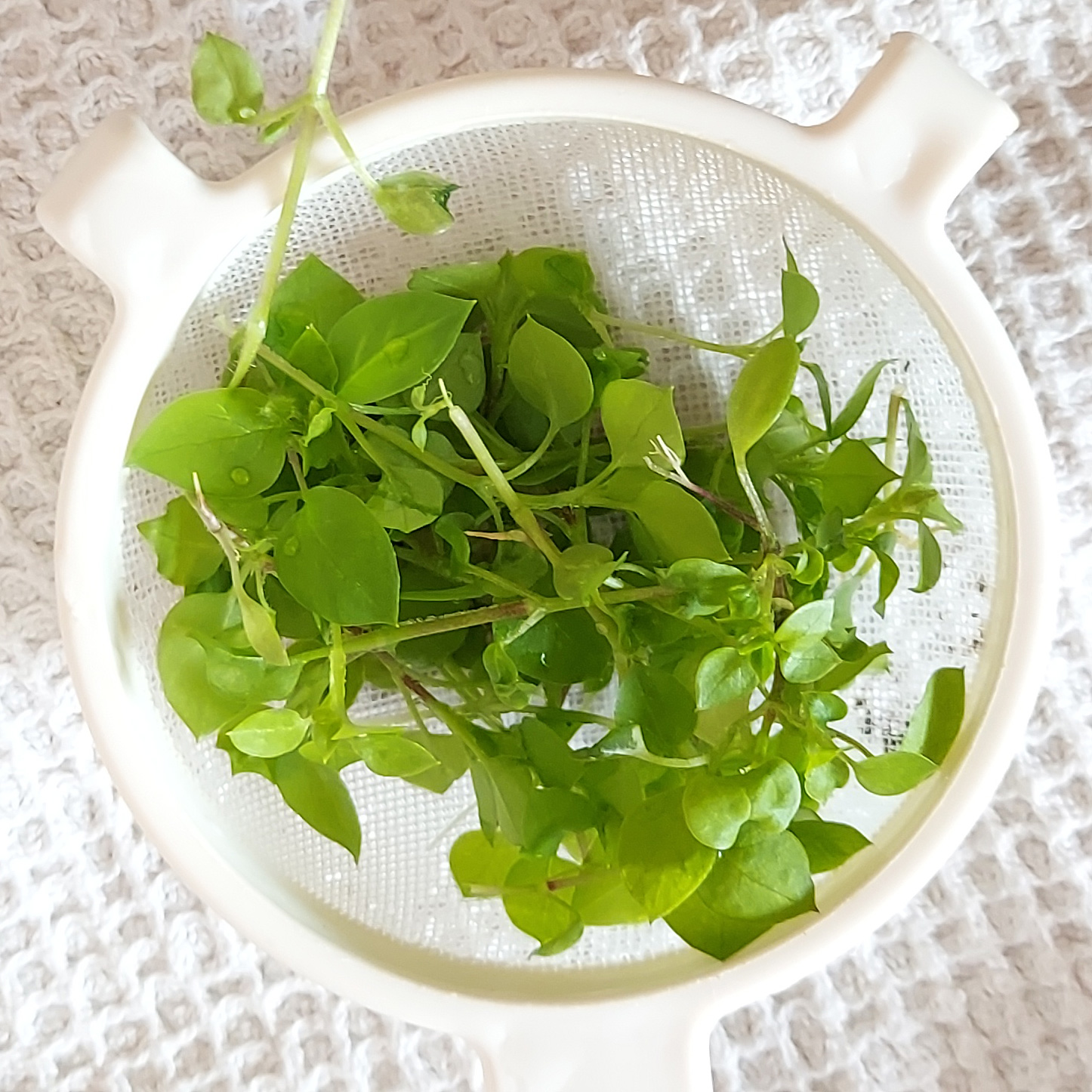 Stellaria media (L.) Vill.