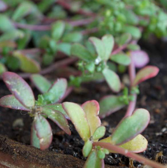 Portulaca oleracea L.