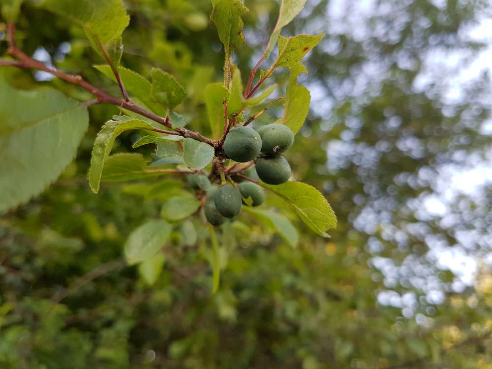 Prunus spinosa L.