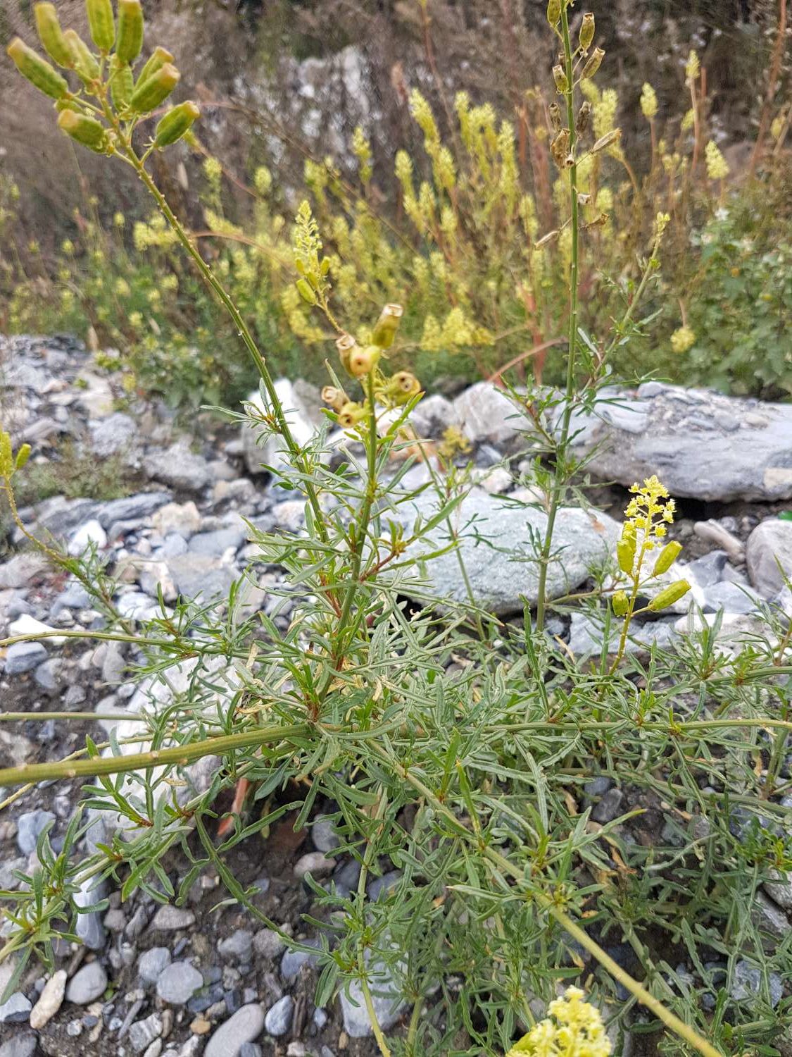Reseda lutea L.