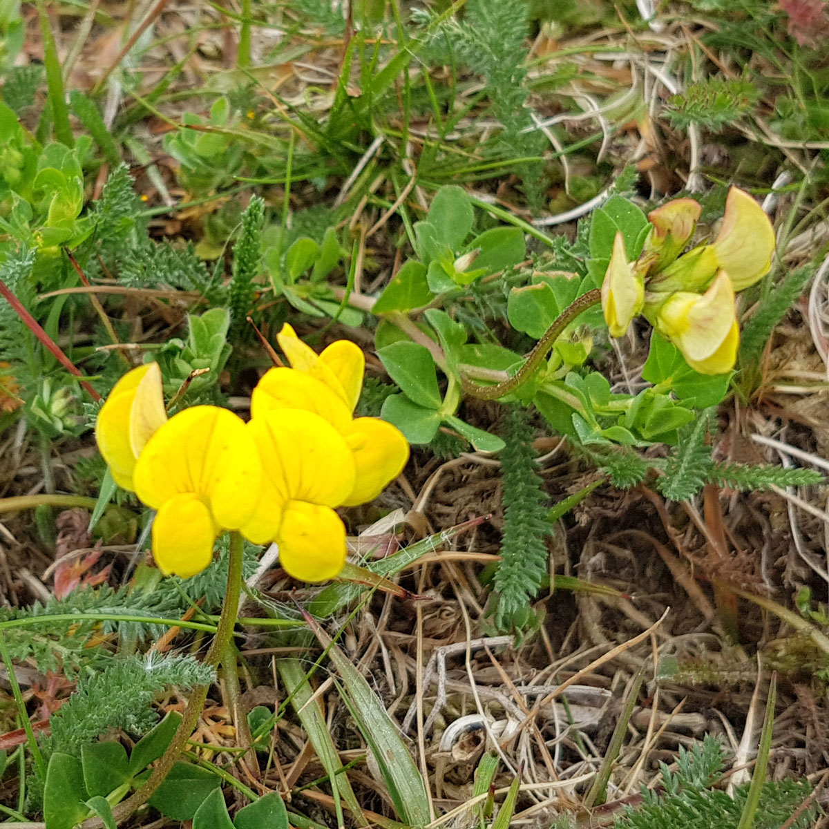 Lotus corniculatus L.