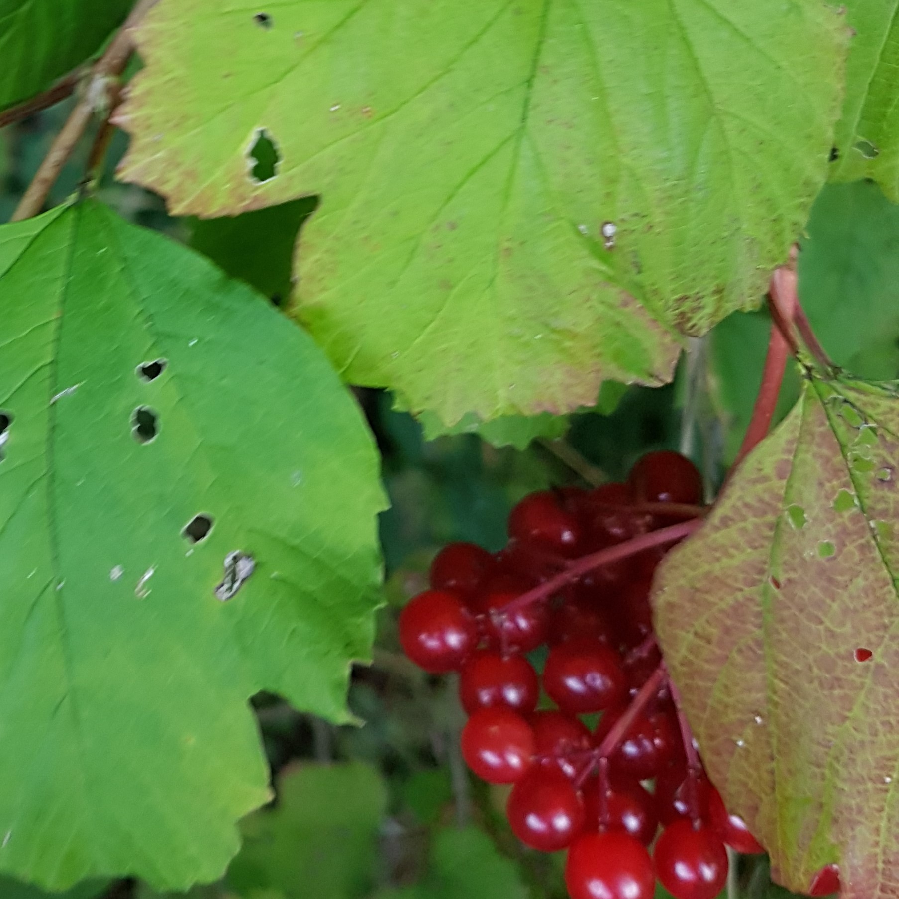 Viburnum opulus L.