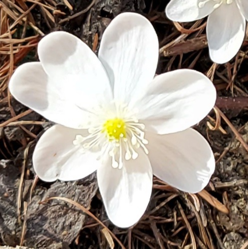Anemone hepatica L.