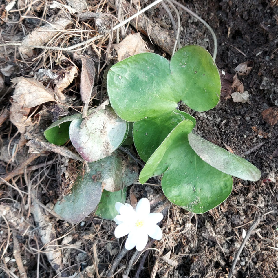 Les fleurs apparaissent au début du printemps