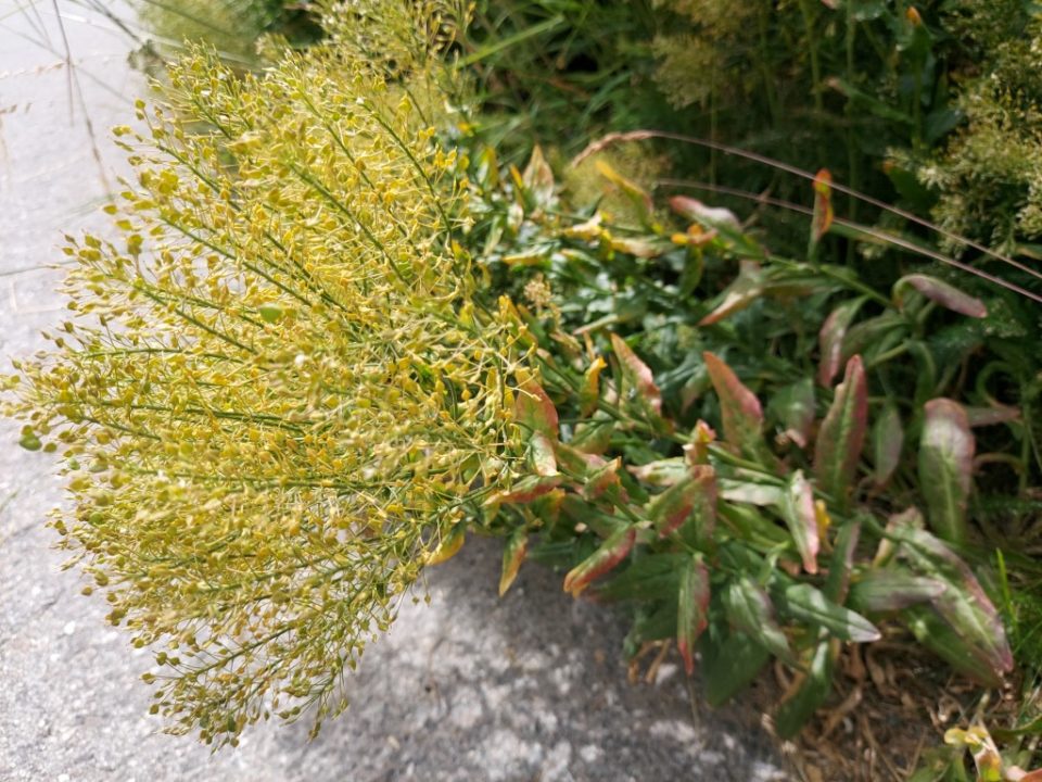 graines de cardaria drava