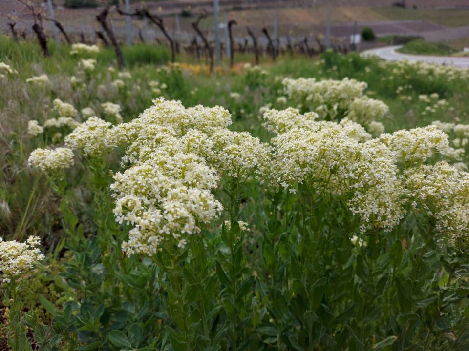 Brocoli sauvage