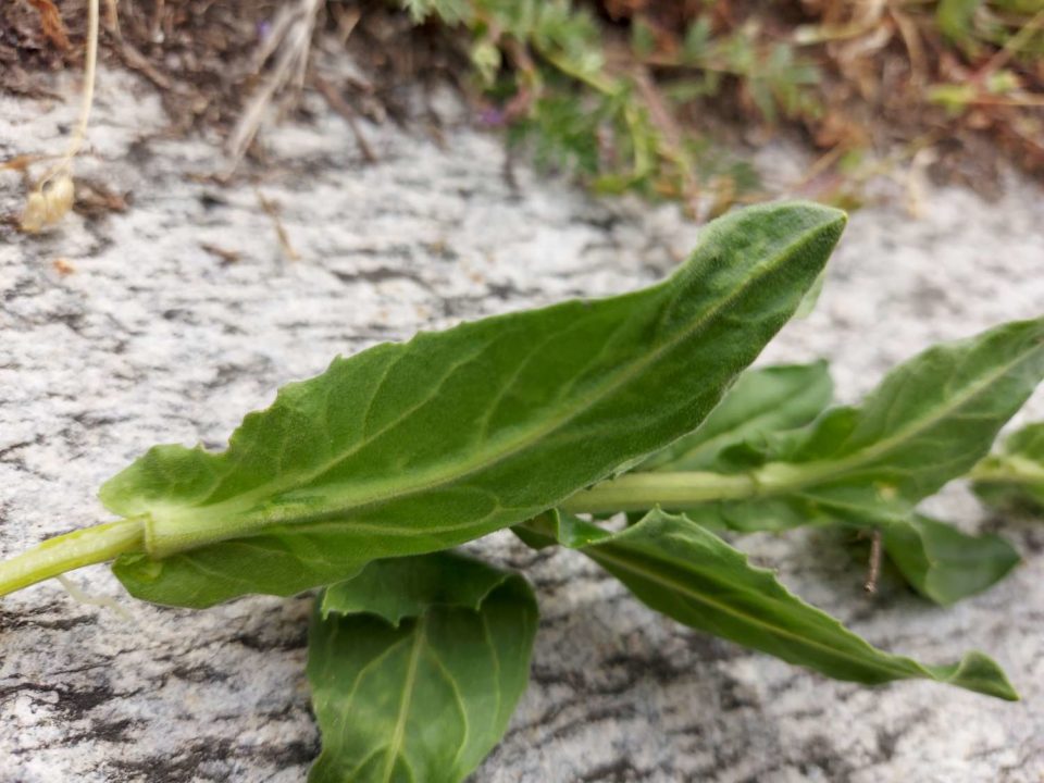 Brocoli sauvage