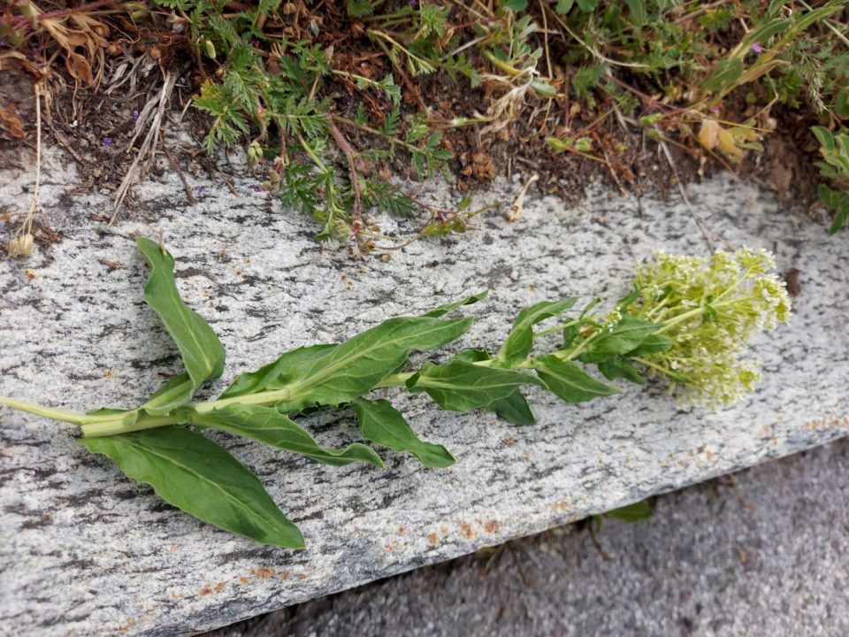 Brocoli sauvage