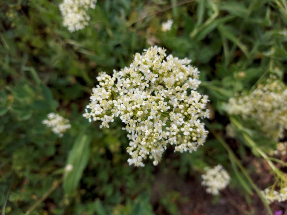 Petites fleurs blanches en corymbe