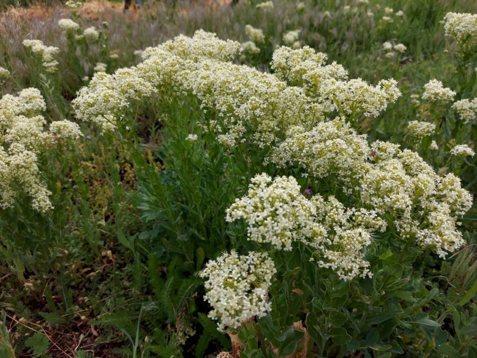 Brocoli sauvage