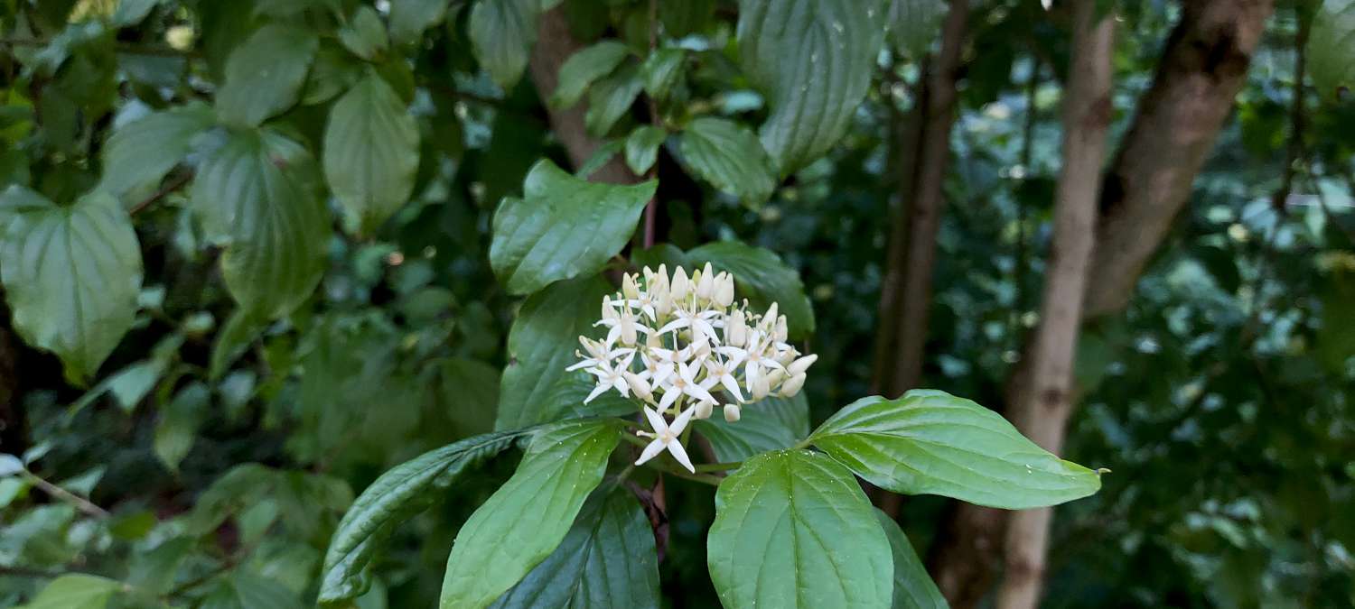 Cornus sanguinea