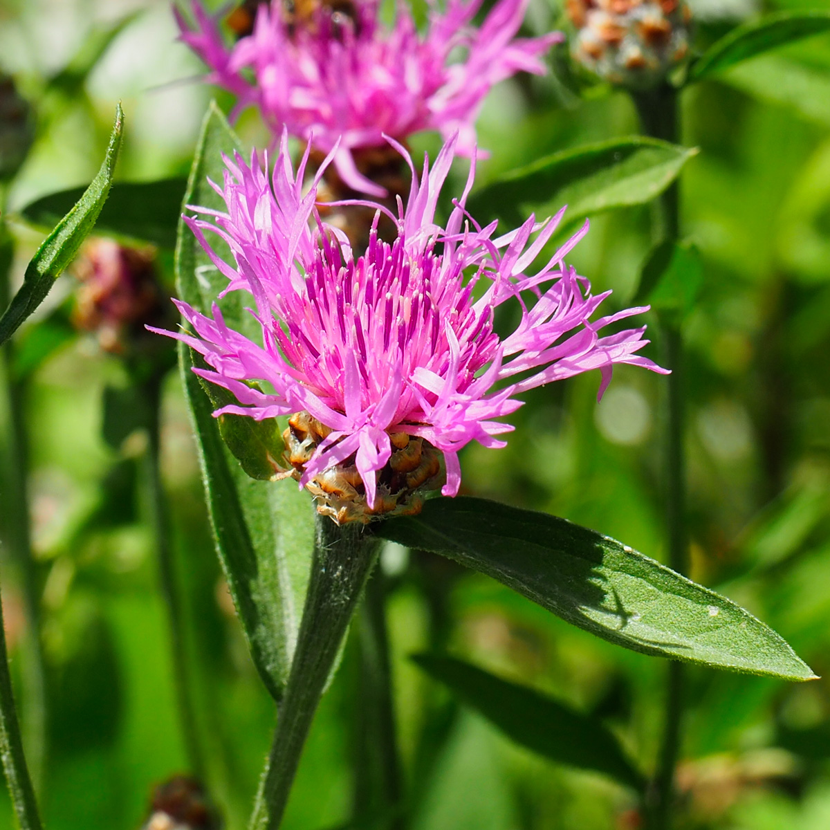 Centaurea jacea