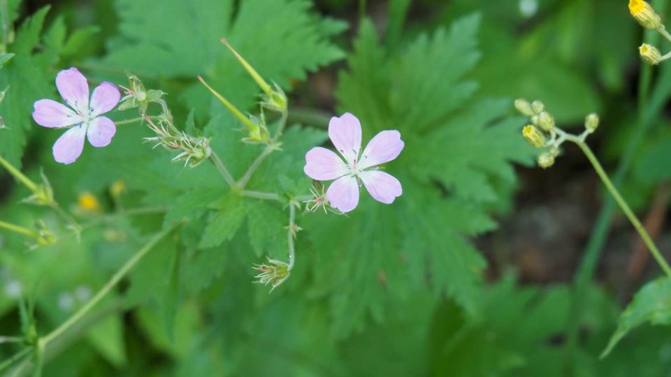 Geranium sylvaticum