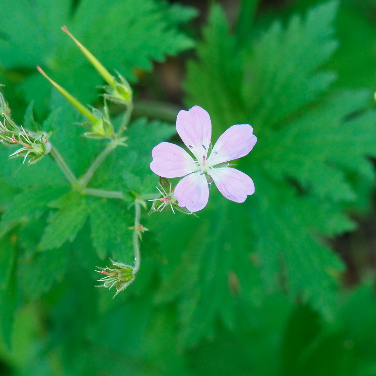 Geranium sylvaticum L.