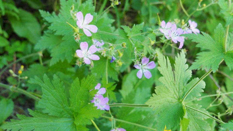 Geranium sylvaticum
