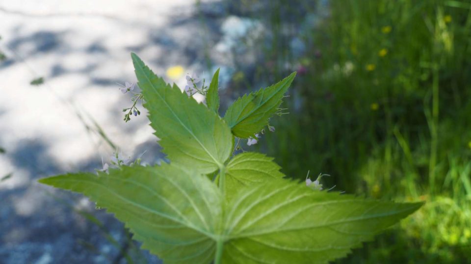 Feuilles de Veronica urticifolia