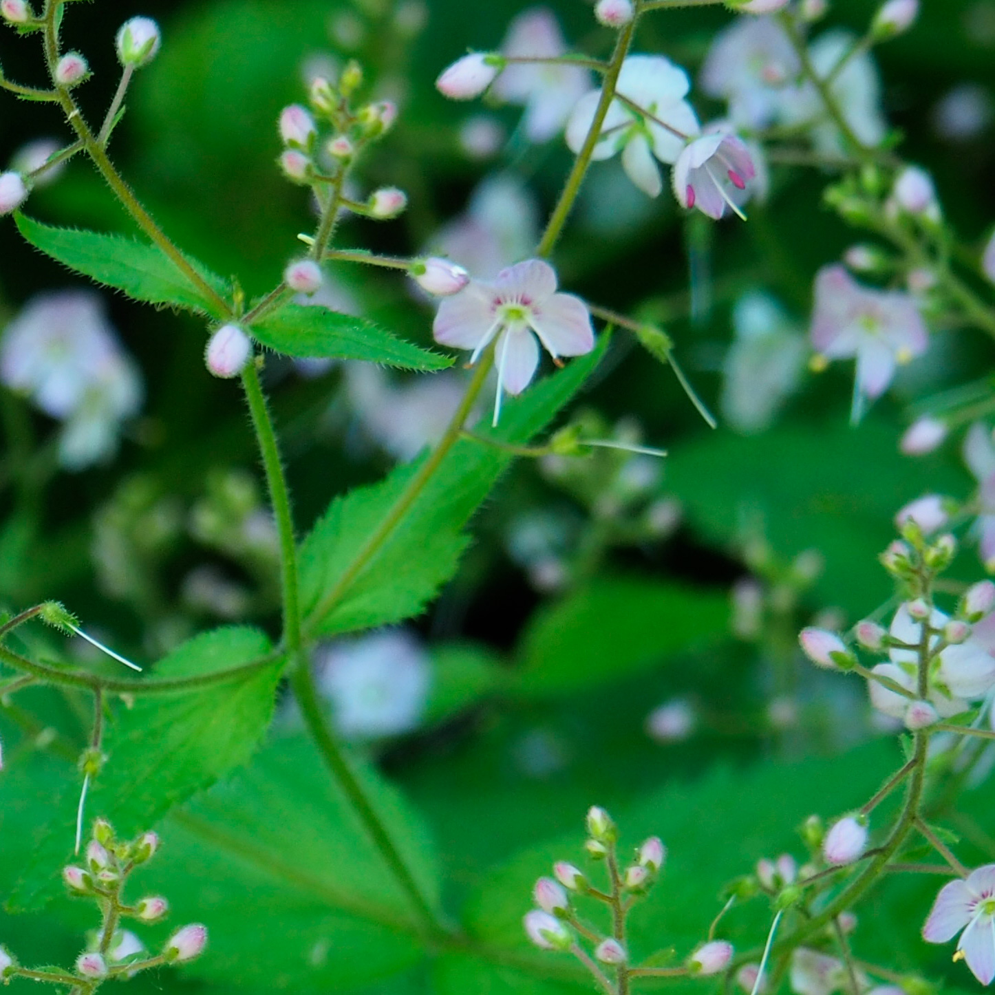 Veronica urticifolia Jacq.