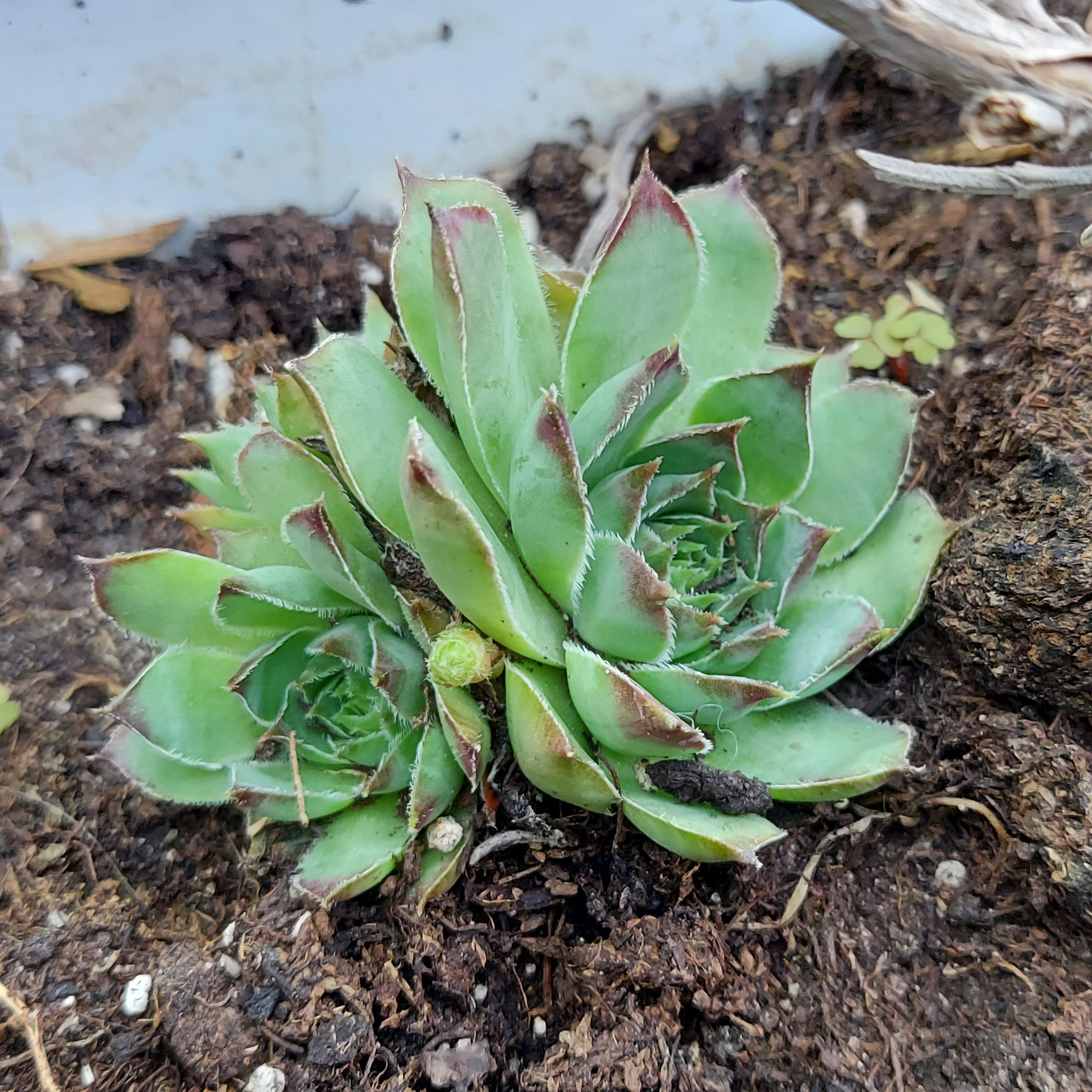 Sempervivum tectorum
