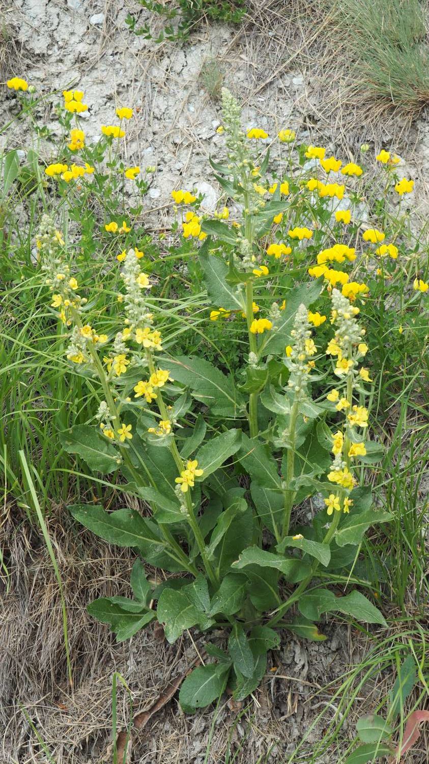 Verbascum lychnitis L.