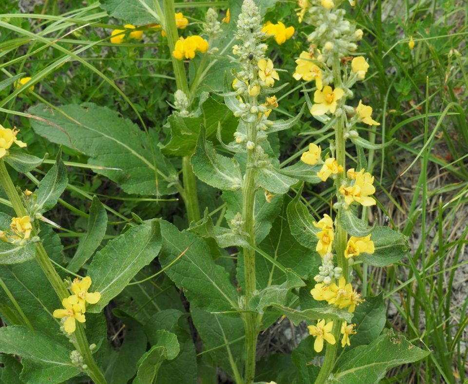 Verbascum lychnitis