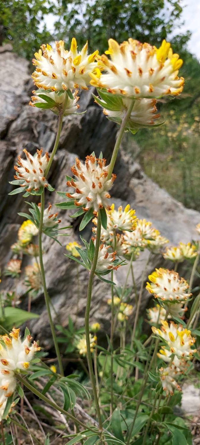 Anthyllis vulneraria