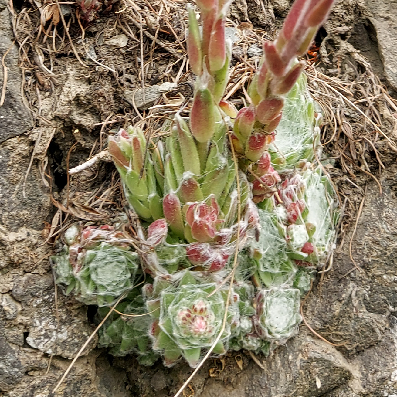 Sempervivum arachnoideum L.