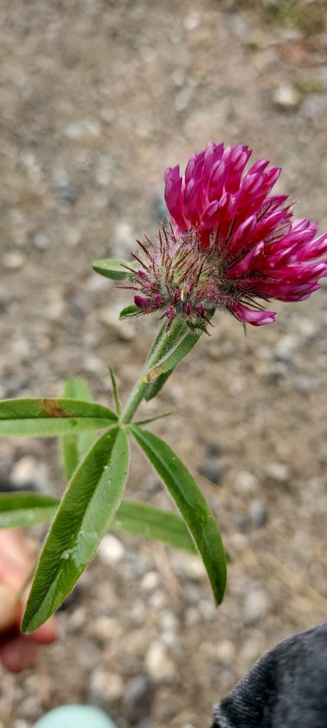 Trifolium alpestre
