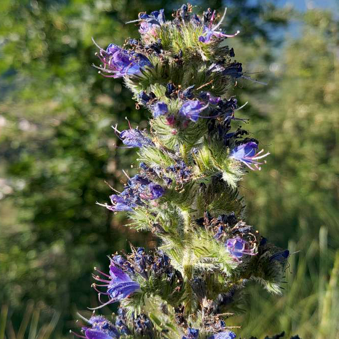 Echium vulgare L.