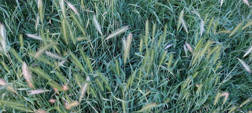 Hordeum murinum