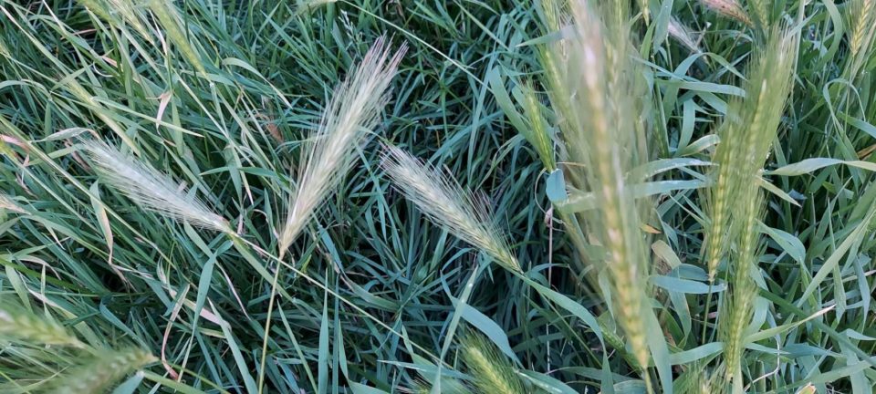 Hordeum murinum