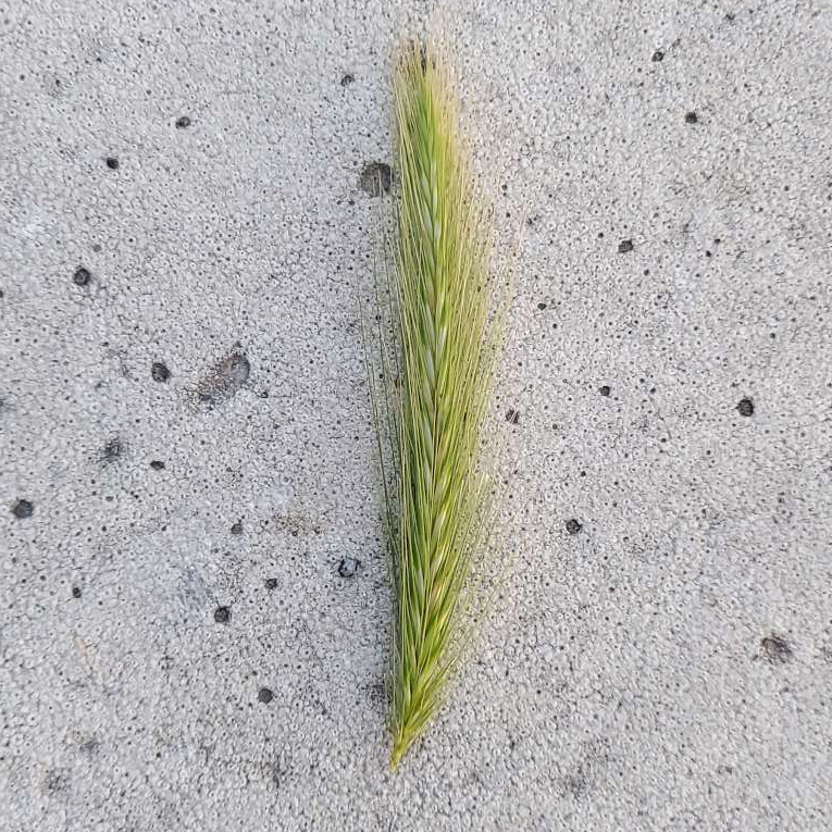 Hordeum murinum subsp. murinum