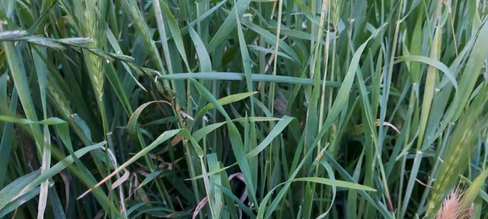 Hordeum murinum