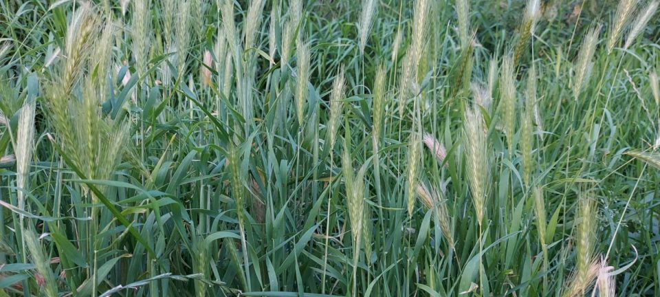 Hordeum murinum