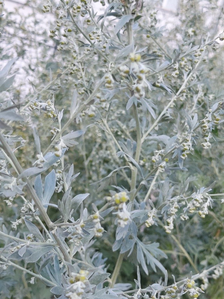 Artemisia absinthium
