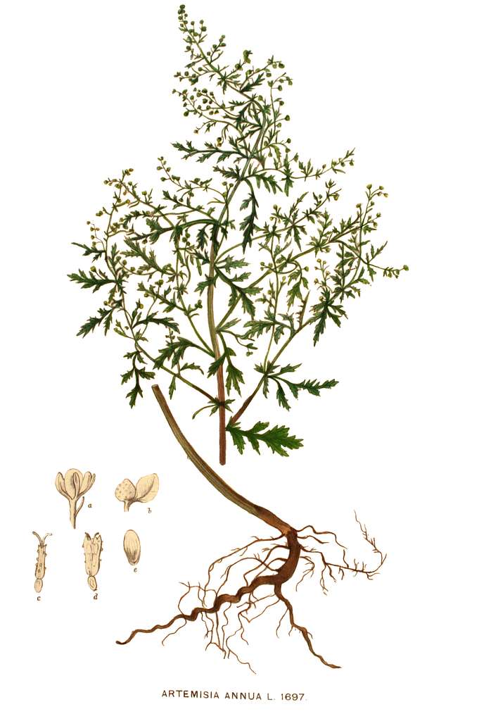 Artemisia annua