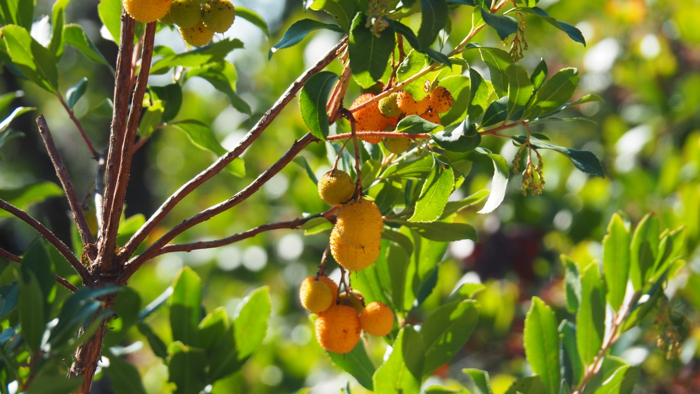 Arbutus unedo