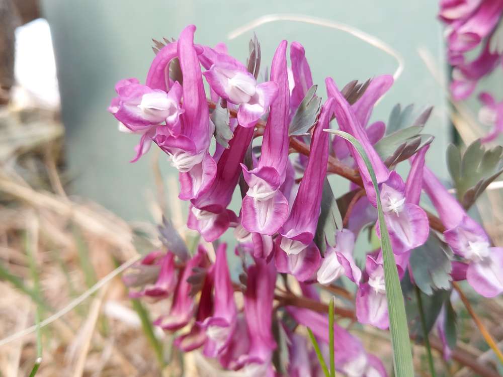 Corydalis solida