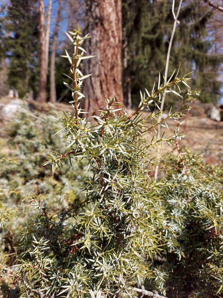 Juniperus communis L. subsp. communis
