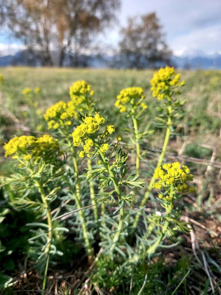 Euphorbia cyparissias L.