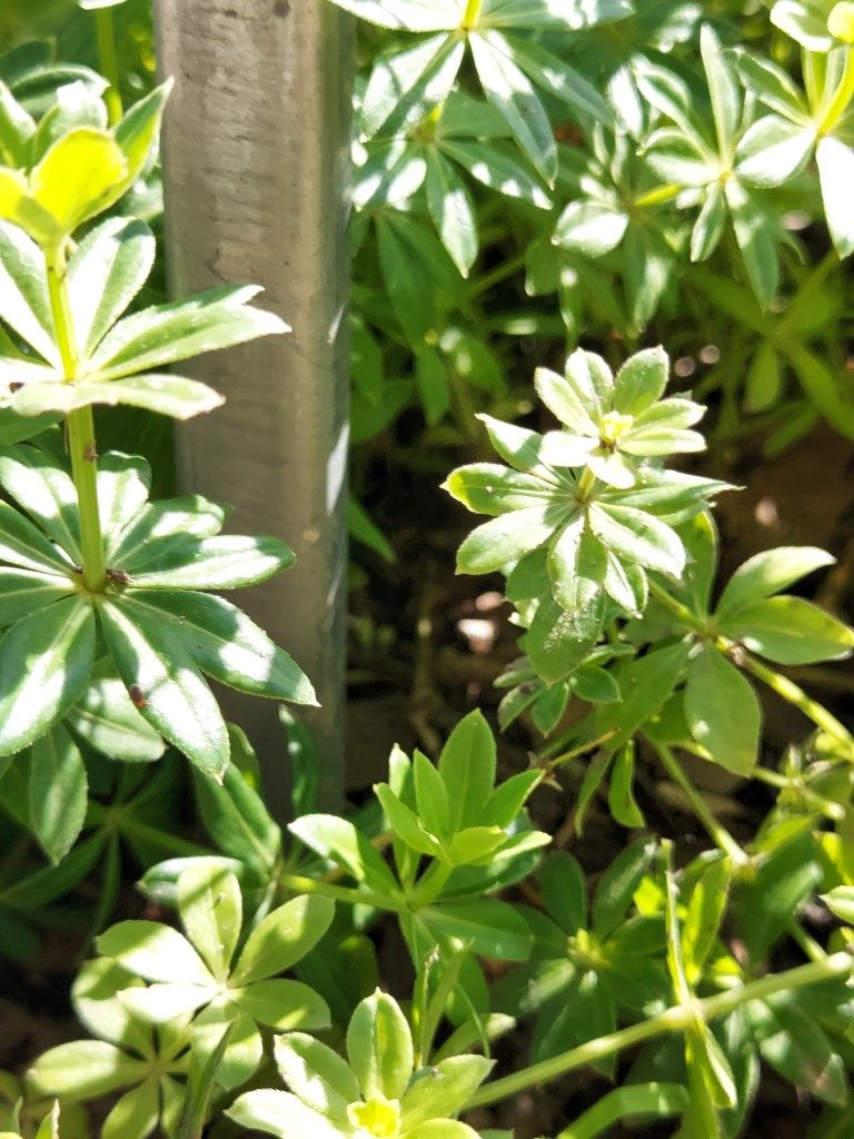 Galium aparine L.